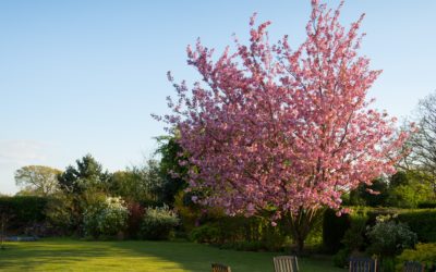 What Makes a Good Garden Designer